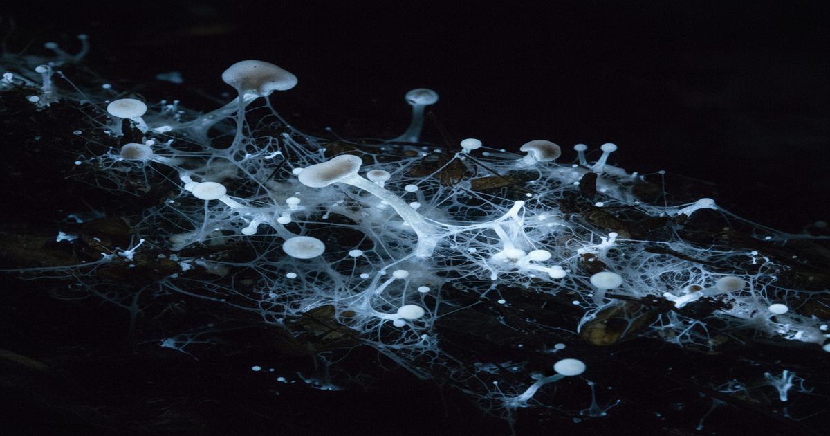 micelio bioluminescente body horror funghi che crescono materia organica oscura